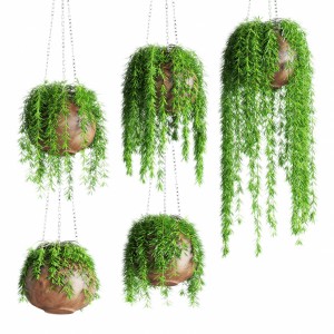 Potted Hanging Plants