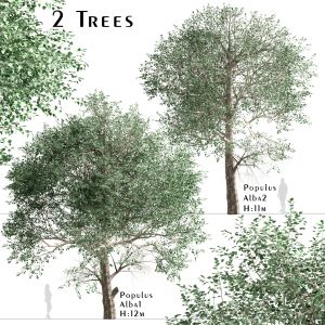 Set Of Populus Alba Trees (White Poplar) (2 Trees)