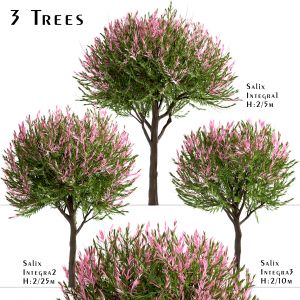 Set Of Salix Integra Trees (Dappled Willow)
