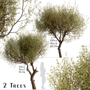 Set Of Olive Trees (Olea Europaea) (2 Trees)