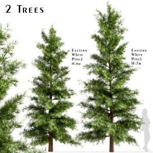 Set Of Eastern White Pine Trees (Pinus Strobus)