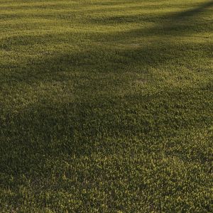 Grass | Mowed Lawn