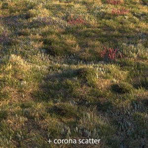 Field Grass + Corona Scatter