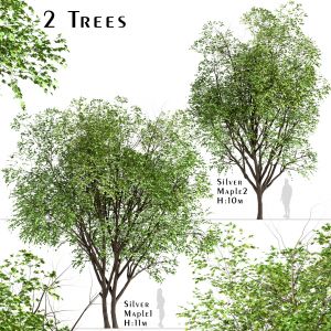 Set Of Silver Maple Trees (Acer Saccharinum)