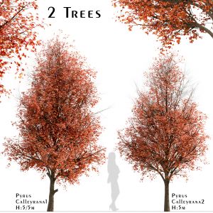 Set Of Pyrus Calleryana Trees (Callery Pear)