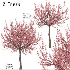 Set Of Prunus Triloba Trees (Flowering Almond)