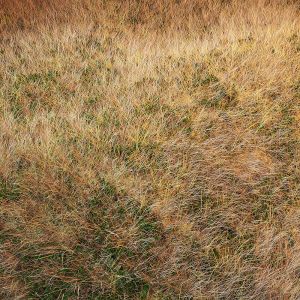 Autumn Grass Mix