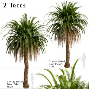 Set Of Canary Island Date Palm Trees (phoenix Cana