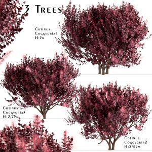 Set Of Cotinus Coggygria Trees (Smoke Tree)