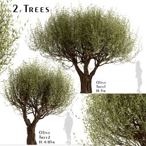 Set Of Olive Trees (Olea Europaea) (2 Trees)