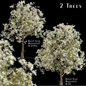 Set Of Royal Star Magnolia Trees ( Stellata )