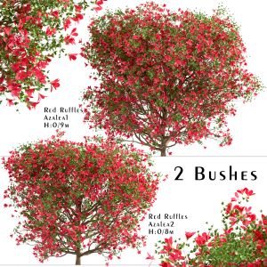 Set Of Red Ruffle Azalea Bushes (Rhododendron)