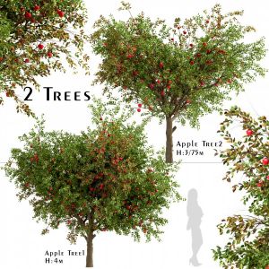 Set Of Apple Trees (malus Domestica) (2 Trees)