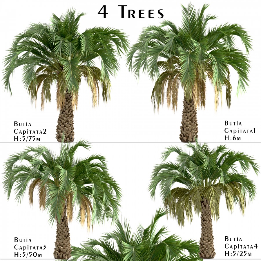 Set Of Butia Capitata Trees (Palmier Jeleu) - 3D Model for VRay