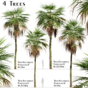 Set Of Trachycarpus Fortunei Trees ( Chusan Palm )