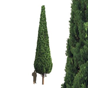 Cypress 10 Meters