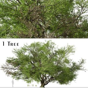 Quercus Virginiana Tree ( Southern Live Oak )