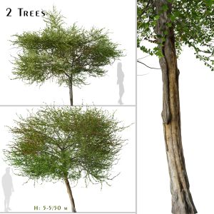 Set Of English Hawthorn Tree (Crataegus Monogyna)