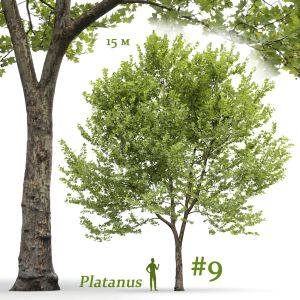 Plane-tree Sycamore Platanus #9