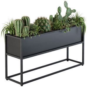 Indoor Plants Box Cactus