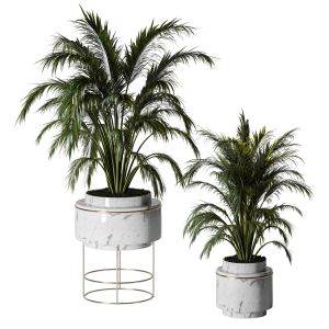 Indoor Plants-fern Set