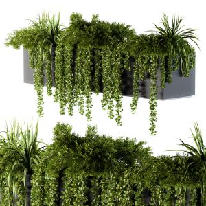Ivy Plants In Box - Outdoor Set 62