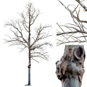 Winter Tree - Snowy