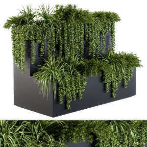 Ivy Plants In Box - Set 61