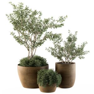 Outdoor Plants Olive - Set 79