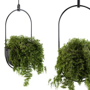 Hanging Pot Plant - Set 83