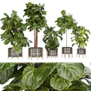 Collection Plant Vol 270 - Fiddle - Indoor - Leaf