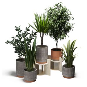 Indoor Plants-set 001