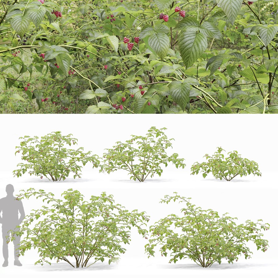 The Raspberry Forest Raspberry Bush Forest 02 - 3D Model for Corona