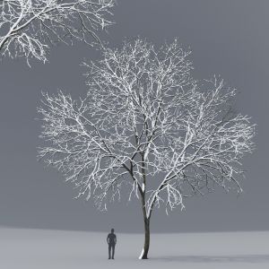Ash-tree 01 Winter