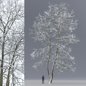 Ash-tree 04 Winter