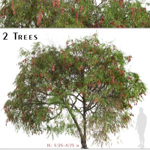Set Of Lemon Bottlebrush Tree (Melaleuca Citrina)