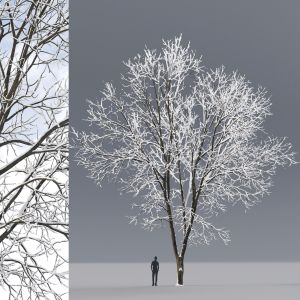 Ash-tree 07 Winter