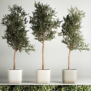 Trees In Concrete Vases And Pots For Exterior