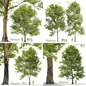 Platanus trees set