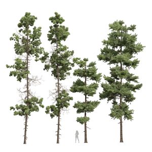 Pinus Echinata 4trees001