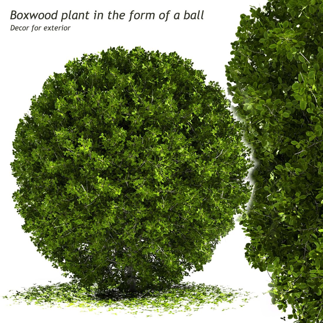 Tree Form Boxwood Sphere Boxwood Plant In The Form Of A Ball (decor) - 3D Model for Corona