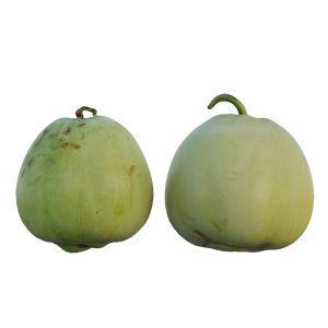 Pear Shaped Pyrifrom Melon 02
