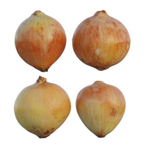 Onion_02