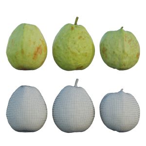 Guava 02