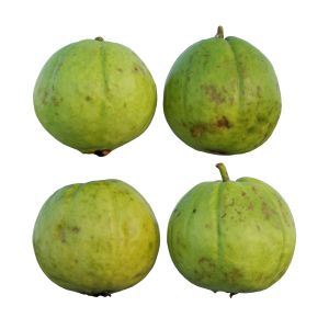 Guava 03