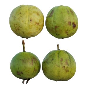 Guava 05