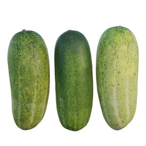 Cucumber 04