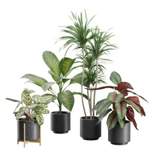 Indoor Plants Pack 33
