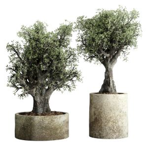 Collection Outdoor Plant 60 Pot Old Olive Tree Con