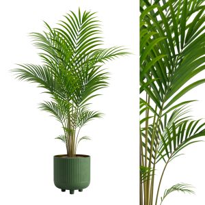 Potted Areca Palm